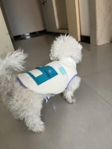 Color Block Dog Vest