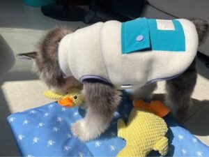 Color Block Dog Vest