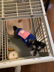 Color Block Dog Vest