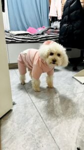 Padded Dog Jumpsuit with Pocket & D-Ring
