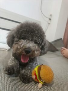 Outdoor Reflective Dog Jacket