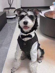 Striped Polo Dog Shirt