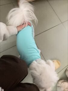 Cooling Pet Shirt for Summer