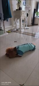 Outdoor Reflective Dog Jacket