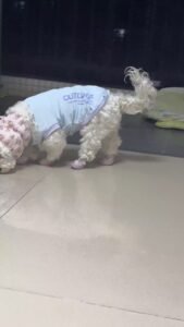 Cooling Pet Shirt for Summer