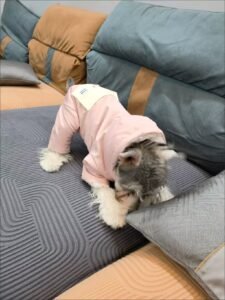 Padded Dog Jumpsuit with Pocket & D-Ring