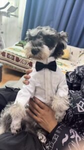 Formal Dog Shirt