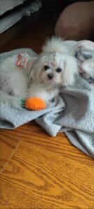 Striped Lace Trim Sling with Cherry Embroidery