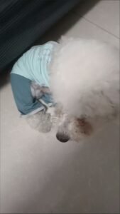 Outdoor Reflective Dog Jacket