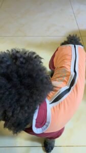 Outdoor Reflective Dog Jacket