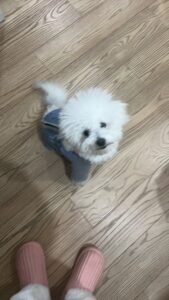 Outdoor Reflective Dog Jacket