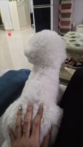 Outdoor Reflective Dog Jacket