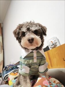 Striped Polo Dog Shirt