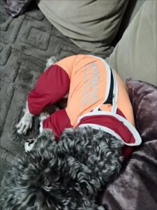 Outdoor Reflective Dog Jacket