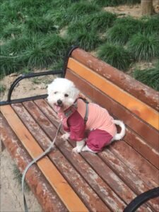 Outdoor Reflective Dog Jacket