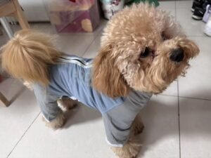 Outdoor Reflective Dog Jacket