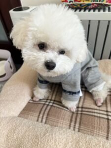 Plaid Patchwork Dog Jumpsuit
