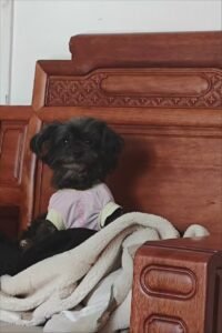 Cooling Pet Shirt for Summer