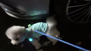 Cooling Pet Shirt for Summer