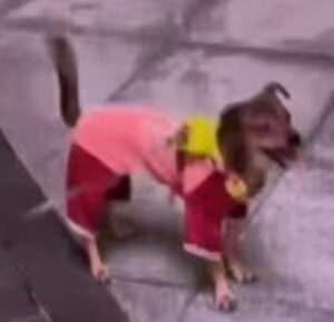 Outdoor Reflective Dog Jacket