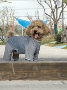 Outdoor Reflective Dog Jacket