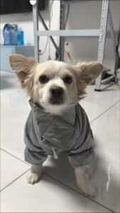 Four-Legged Cotton Dog Jacket with Scarf