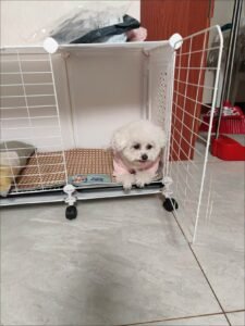 Padded Dog Jumpsuit with Pocket & D-Ring