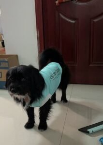 Cooling Pet Shirt for Summer