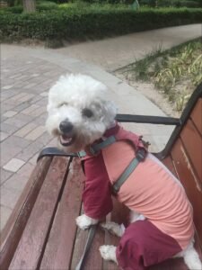 Outdoor Reflective Dog Jacket