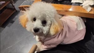 Padded Dog Jumpsuit with Pocket & D-Ring