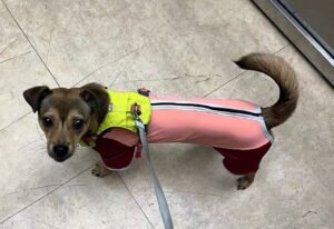 Outdoor Reflective Dog Jacket