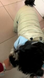 Bear Strap Cotton Dog Jacket