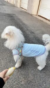 Cooling Pet Shirt for Summer