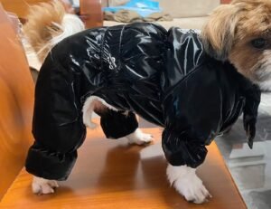 Four-Legged Cotton Dog Jacket with Scarf