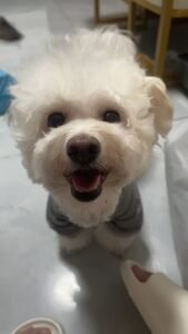 Outdoor Reflective Dog Jacket