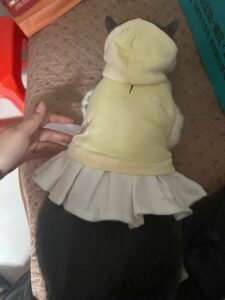 College Style Dog Dress