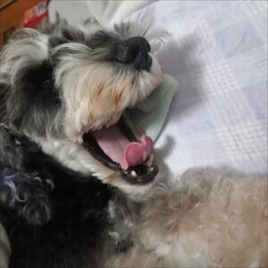 Plaid Patchwork Dog Jumpsuit