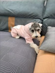 Padded Dog Jumpsuit with Pocket & D-Ring