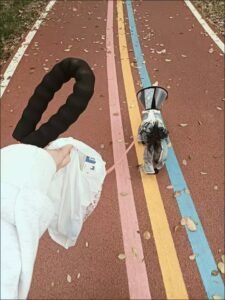 Outdoor Reflective Dog Jacket