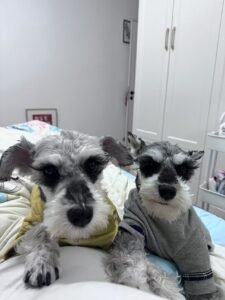 Plaid Patchwork Dog Jumpsuit