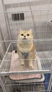 Elegant Lace Bow Dog Dress