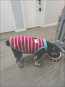 Cozy Bear Stripe Dog Tank Top