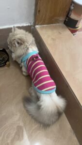 Cozy Bear Stripe Dog Tank Top