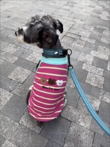 Cozy Bear Stripe Dog Tank Top