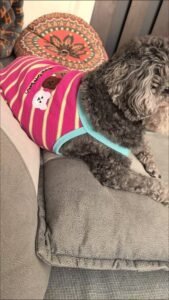 Cozy Bear Stripe Dog Tank Top