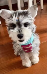 Cozy Bear Stripe Dog Tank Top