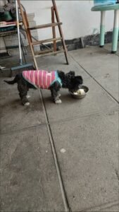 Cozy Bear Stripe Dog Tank Top