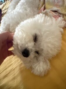 Elegant Lace Bow Dog Dress