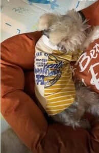 Urban Chic Striped Dog T-Shirt