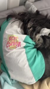 Breezy Color Block Dog T-Shirt